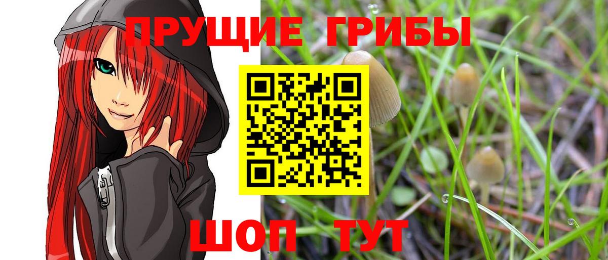 Лесной  Галлюциногенные грибы Psilocybine cubensis  Вход с VPN 